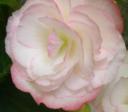 rose begonia